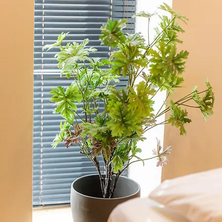 Almavirag Pihenohaz By Bltn Apartment